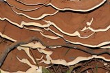 Ganoderma sessile image