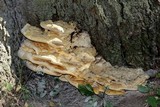 Vanderbylia robiniophila image