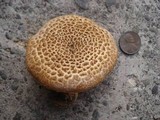 Leucopholiota decorosa image
