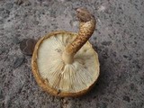 Leucopholiota decorosa image