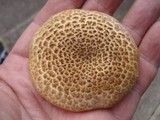 Leucopholiota decorosa image