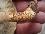 Leucopholiota decorosa image