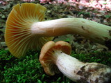 Cuphophyllus pratensis image