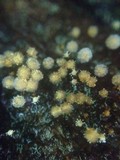 Polycephalomyces tomentosus image