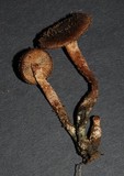Inocybe calamistratoides image