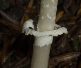 Lepiota rubrotinctoides image