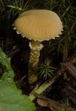 Cystoderma amianthinum image