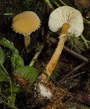 Cystoderma amianthinum image