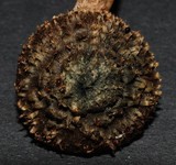 Inocybe calamistratoides image