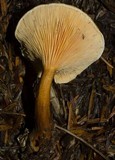 Hygrophoropsis aurantiaca image