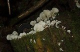 Pleurocybella porrigens image