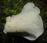 Pleurocybella porrigens image