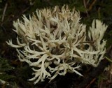 Clavulina coralloides image
