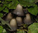 Coprinopsis acuminata image