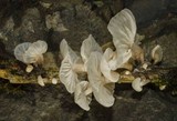 Hemimycena candida image