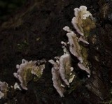 Trichaptum abietinum image