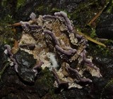 Trichaptum abietinum image