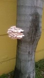 Pleurotus djamor image