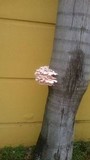 Pleurotus djamor image