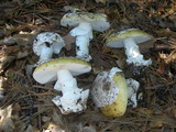 Amanita vernicoccora image