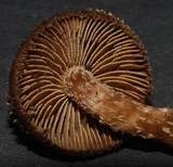 Inocybe calamistratoides image