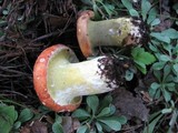 Hypomyces luteovirens image