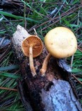 Gymnopilus aeruginosus image
