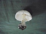 Amanita verna image