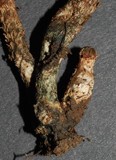 Inocybe calamistratoides image