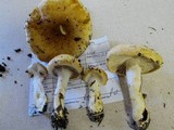 Cortinarius triumphans image