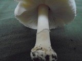 Amanita verna image