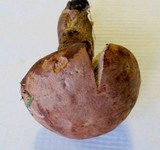 Sutorius eximius image