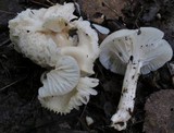 Cuphophyllus virgineus image