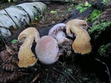 Cortinarius traganus image