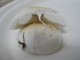 Amanita verna image