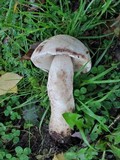 Leccinum insolens image