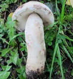 Leccinum insolens image