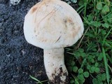 Leccinum insolens image