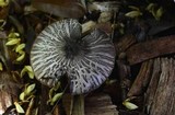 Agaricus endoxanthus image