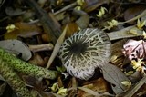 Agaricus endoxanthus image