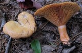 Lactarius thyinos image