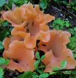 Guepinia helvelloides image