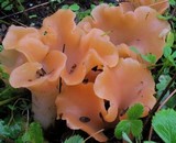 Guepinia helvelloides image