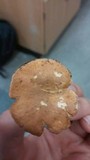 Gyroporus castaneus image