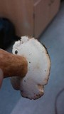 Gyroporus castaneus image