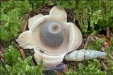 Geastrum quadrifidum image