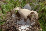 Geastrum quadrifidum image