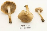 Pholiota angustipes image