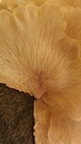 Pleurotus djamor image