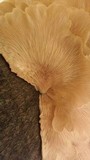 Pleurotus djamor image